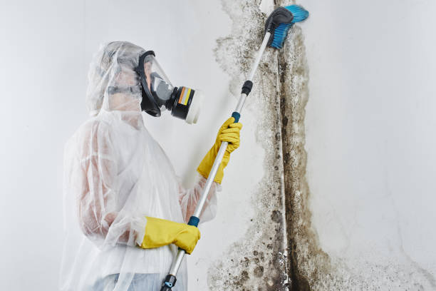 Professional Mold Removal Services in Red Oak, TX