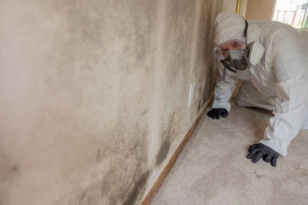 Environmental Consulting for Mold Prevention in Red Oak, TX